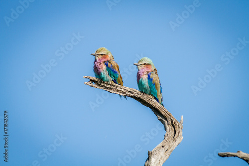 Two Lilac-breasted rollers sitting on a branch. photo