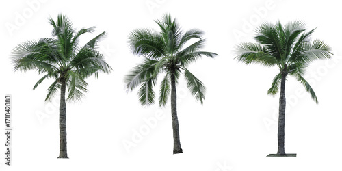 Set of coconut tree isolated on white background used for advertising decorative architecture. Summer and beach concept