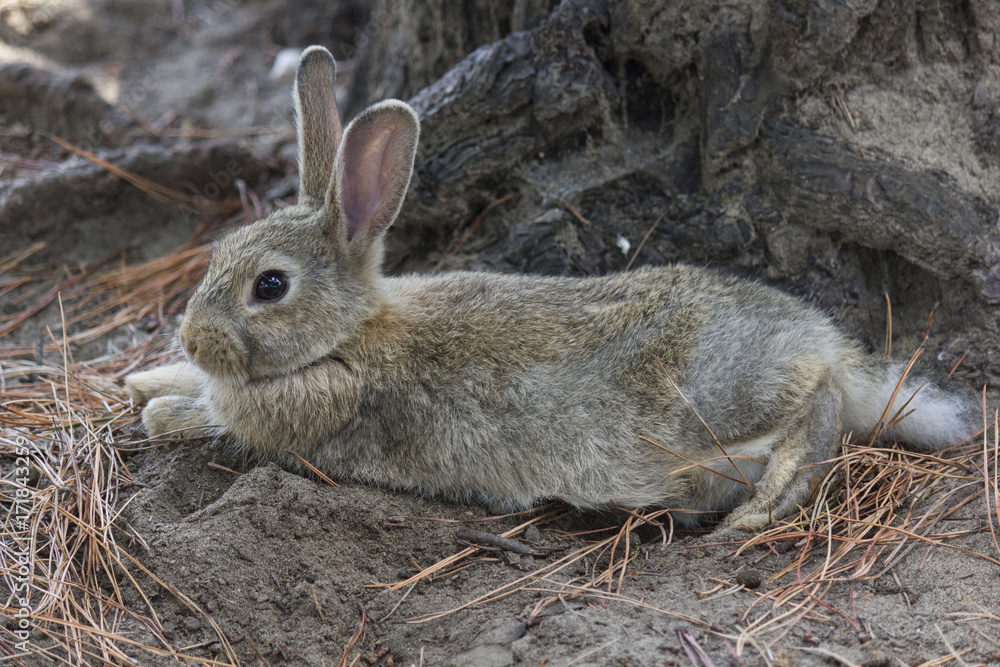 Fototapeta premium light brown rabbit standing in a park through pine needles