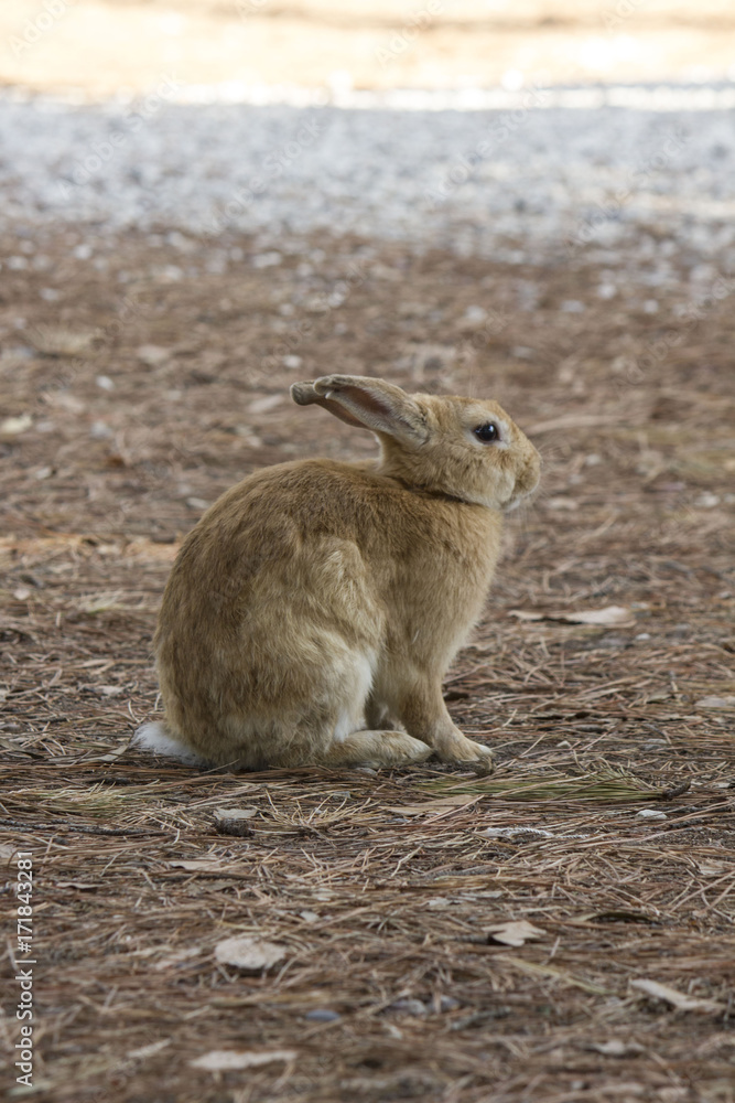 light brown rabbit standing in a park through pine needles light brown rabbit standing in a park through pine needles