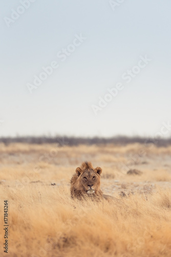 Lions