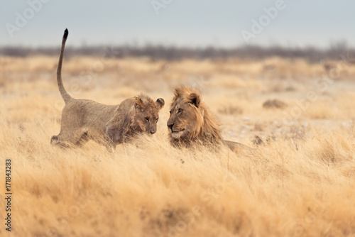 Lions