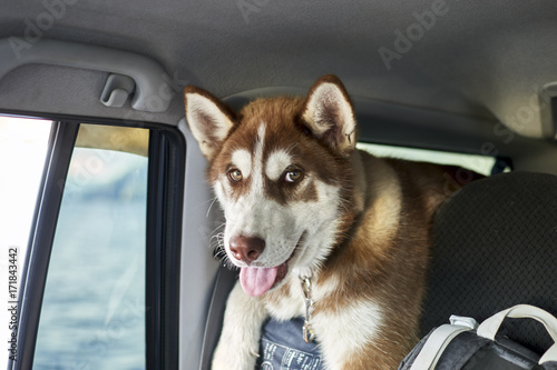 Cute red puppy siberian husky dog with yellow eyes traveling in the car. Front view. © Konstantin