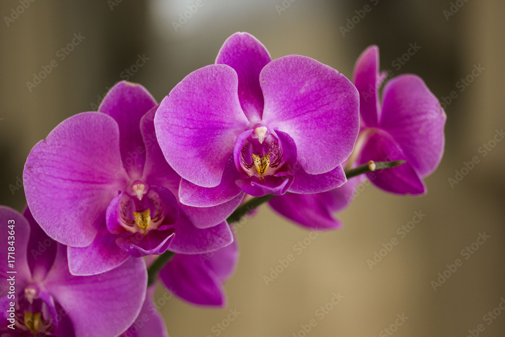 Close up of an isolated pink orchid plant Close up of an isolated pink orchid plant