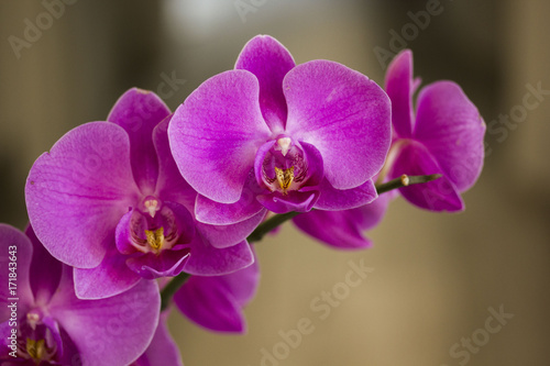Fototapeta Naklejka Na Ścianę i Meble -  Close up of an isolated pink orchid plant