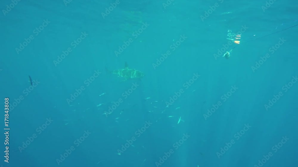 Bait lures great white shark near surface, POV Bait lures great white shark near surface, POV