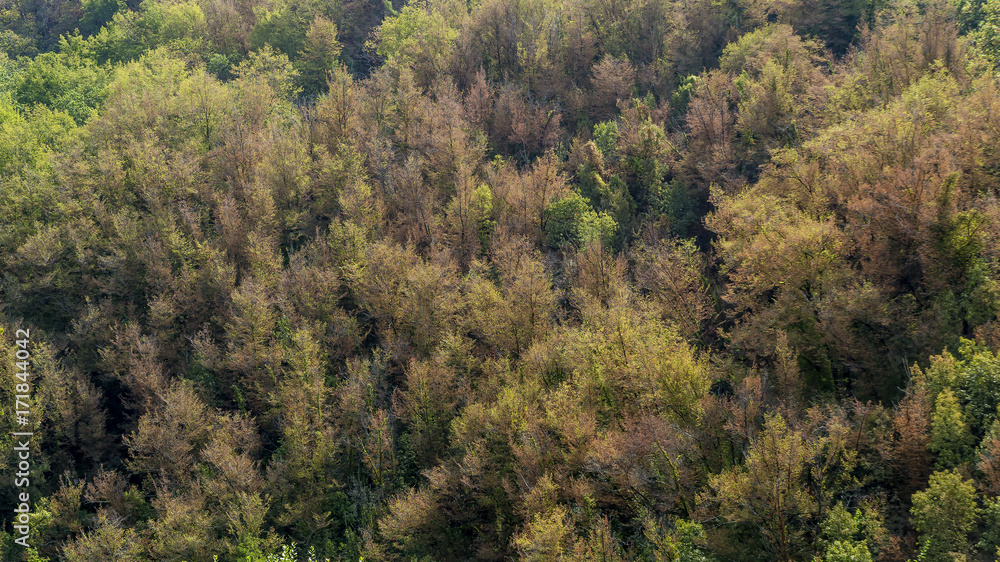 Forest on the Apuan Alps around Colonnata, Massa Carrara, Tuscany, Italy, on a sunny summer day Forest on the Apuan Alps around Colonnata, Massa Carrara, Tuscany, Italy, on a sunny summer day