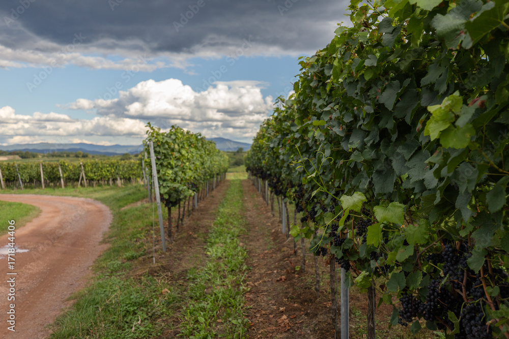 Harvesting Wine Grapes Harvesting Wine Grapes