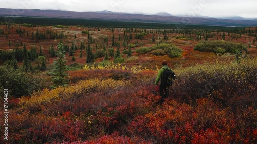 Photographer hikes into the tundra wilderness in Denali National Park, Alaska