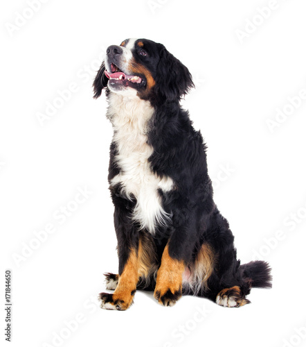 Bernese Mountain Dog on a white background