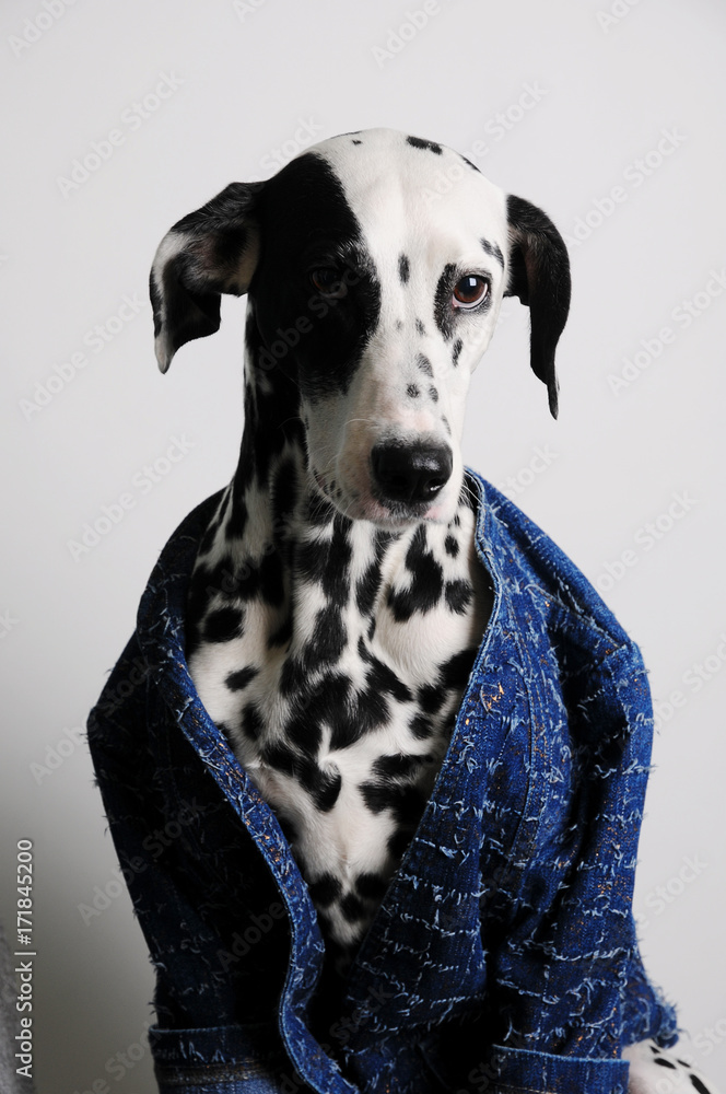 Dog dalmatian in a blue jacket on a white background. Funny portrait with serious face