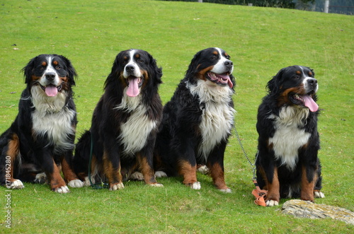 cane bovaro del bernese