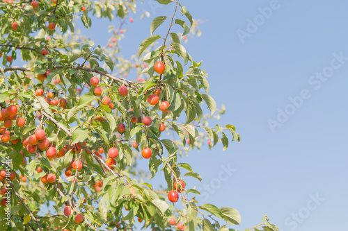 Ripe orange cherry-plums in the branch of the tree at sunny day. Space for text