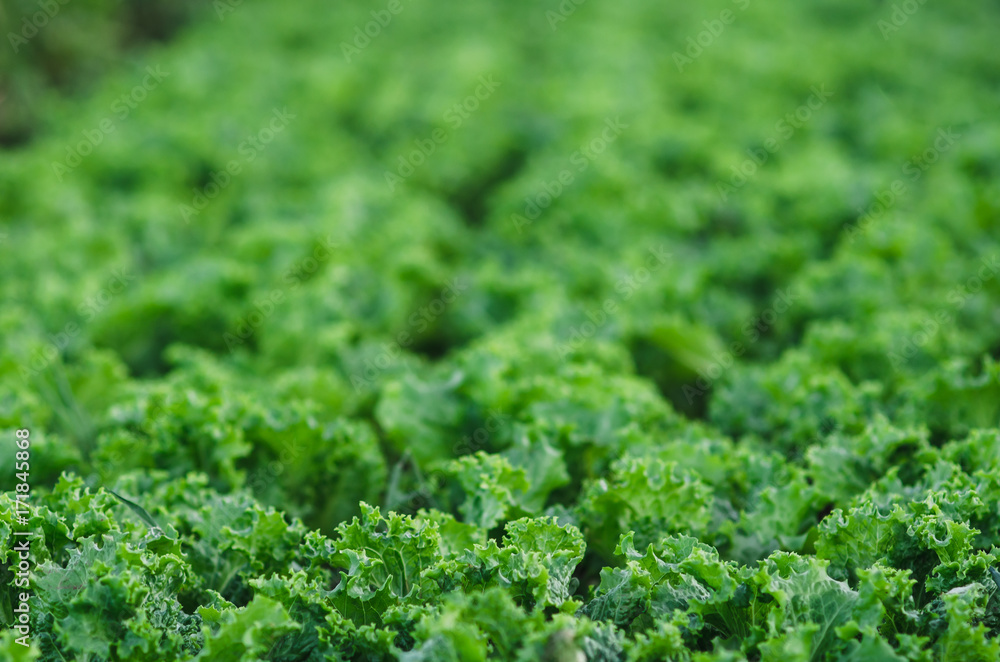 Rows of salad on a large field Rows of salad on a large field