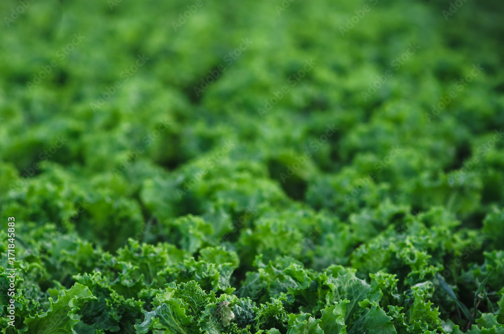 Rows of salad on a large field Rows of salad on a large field