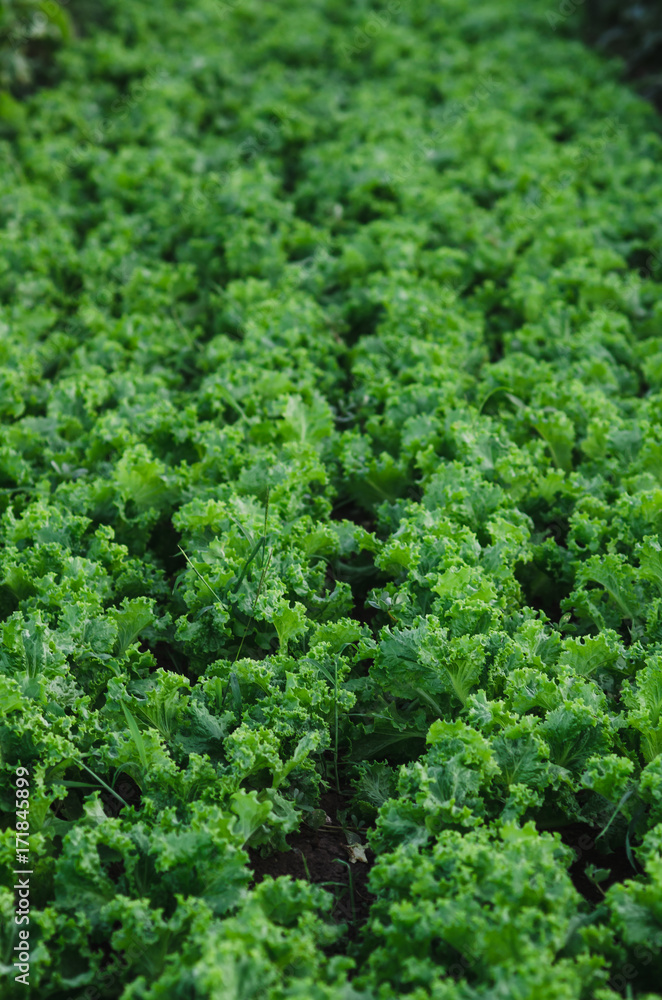 Rows of salad on a large field
