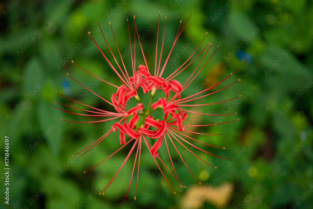 彼岸花 曼珠沙華