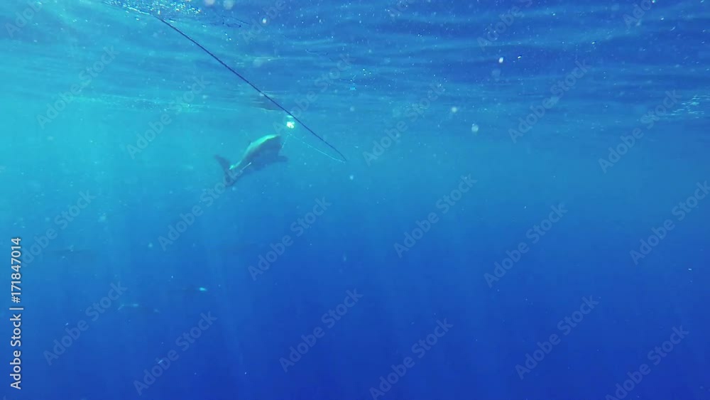 Fiji great white sharks snatch at bait, underwater Fiji great white sharks snatch at bait, underwater