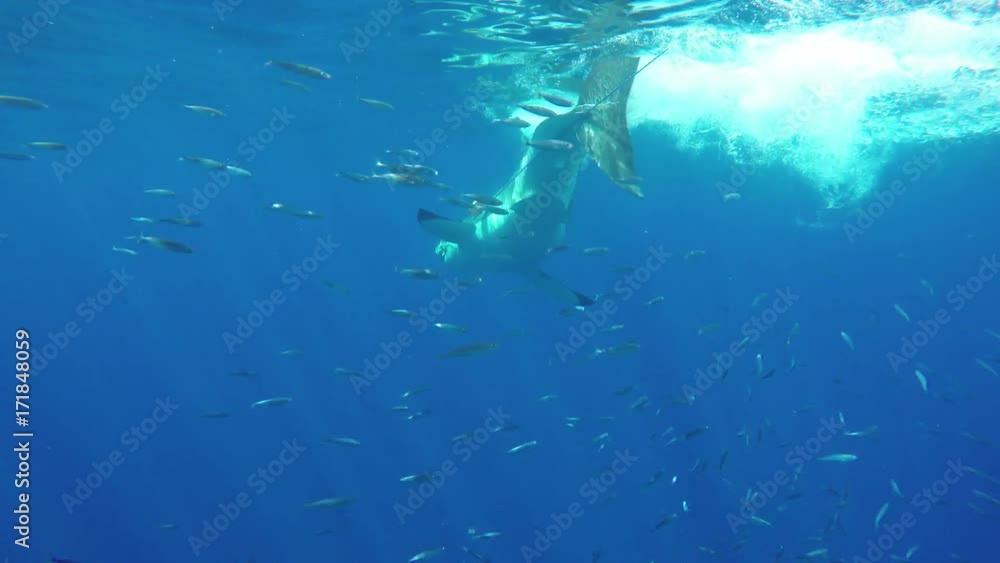Great white shark attacks bait near diving cage, POV Great white shark attacks bait near diving cage, POV