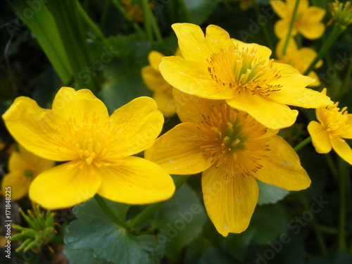 yellow flowers