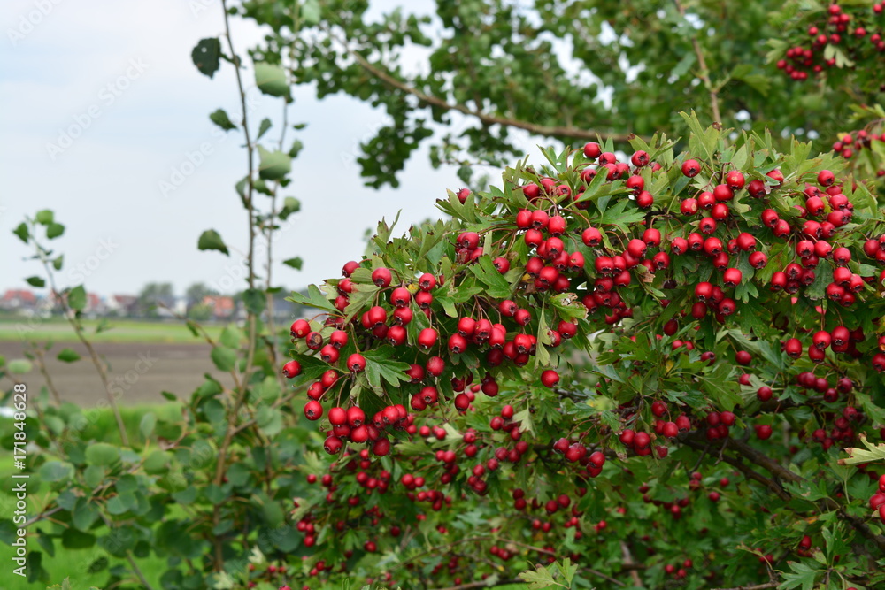 Small red berries