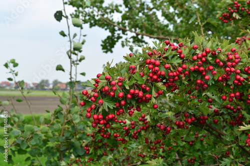Small red berries