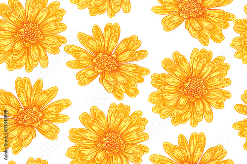 Seamless botanical pattern with calendula flowers. Vector floral illustration vintage