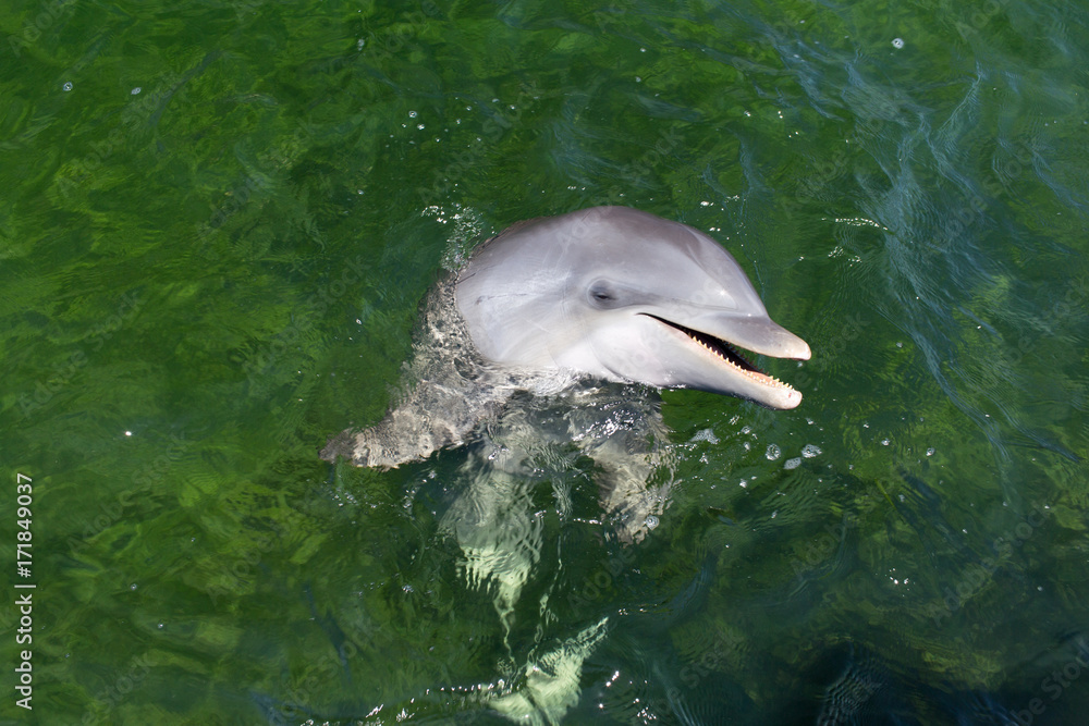 Obraz premium Playful dolphin in the water. Close-up