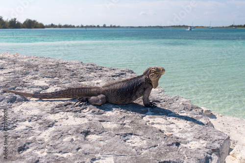 Single iguana on the stone beach