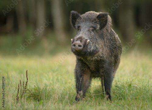 Large male wild boar © Natureimmortal