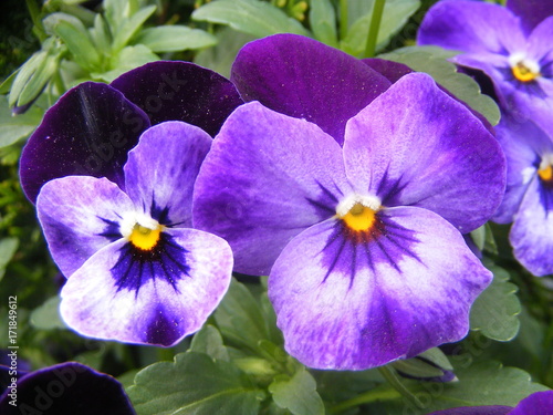 coloured pansy