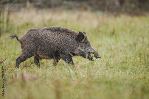 Young male boar