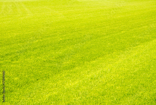 Perfect short cut green grass background