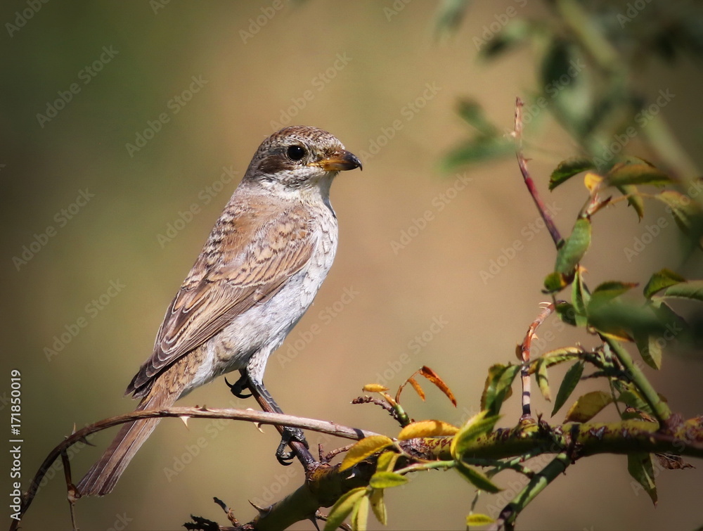 Young Red Backed Shrike, Lanius collurio Young Red Backed Shrike, Lanius collurio