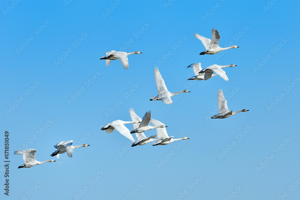 Obraz premium 白鳥の飛翔