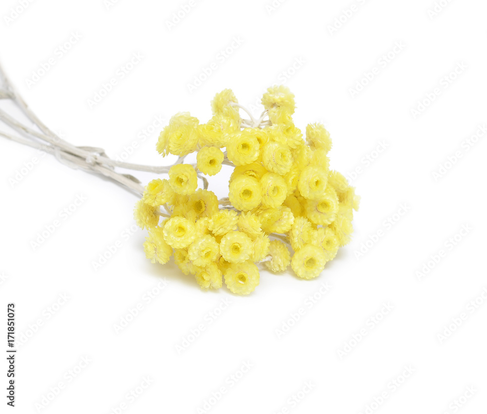 immortelle immortelle