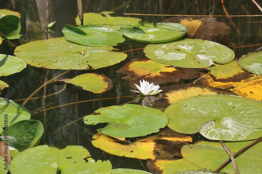 Water lilies and reeds on Lake Skadar, Lake Skadar national park, Montenegro, southeast europe. Water lilies and reeds on Lake Skadar, Lake Skadar national park, Montenegro, southeast europe.