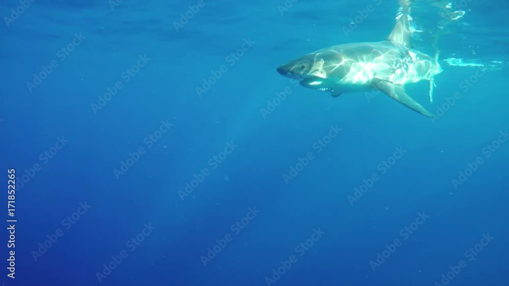 Wild great white shark with scars swims near surface, POV Wild great white shark with scars swims near surface, POV
