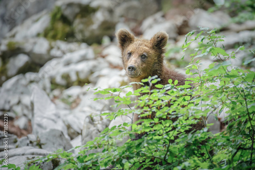 European brown bear  hiding in Slovenia