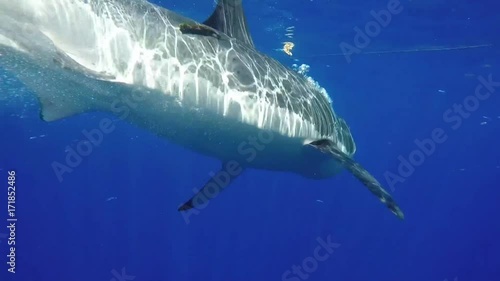 Underwater POV, great white shark jumps out of water to get bait