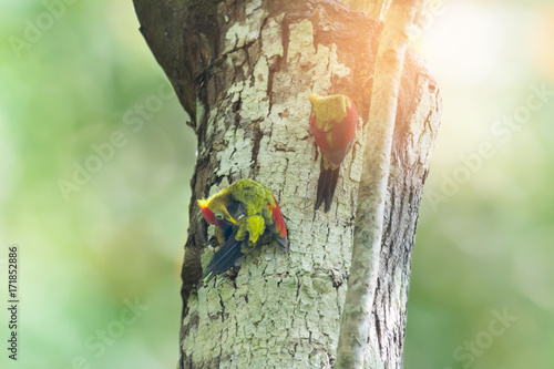 Pair of parent birds woodpecker perching on cavity nest tree ,natural blurred background, family concept..Bird watching and photography is a good hobby to educate wildlife reserve attitude. photo