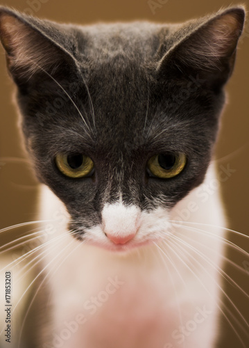 Cat isolated on brown background