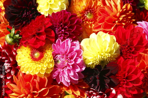 Fototapeta Naklejka Na Ścianę i Meble -  Ponbondahlien