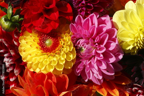 Fototapeta Naklejka Na Ścianę i Meble -  Ponbondahlien