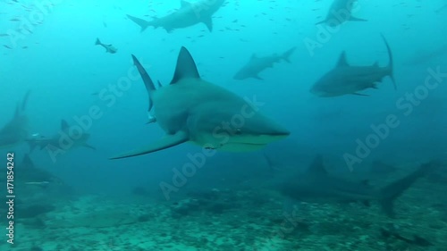 Wallpaper Mural Herd of sharks over ocean floor, underwater POV Torontodigital.ca