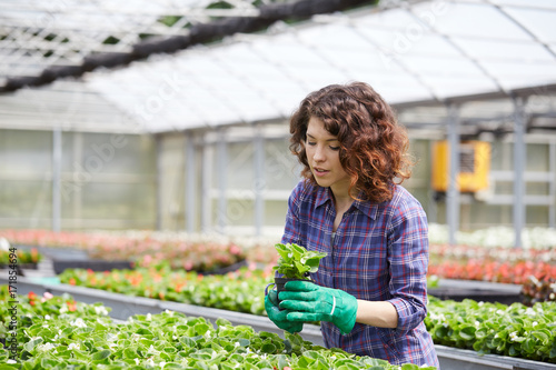 happy female nursery worker trimming plants in greenhouse