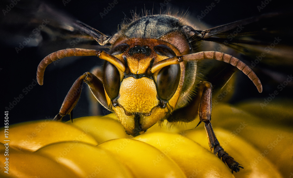 Wasp bee head macro close-up - obrazy, fototapety, plakaty 