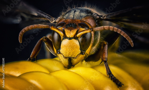 Wasp bee head macro close-up photo