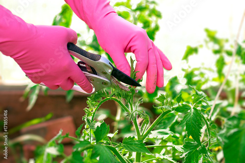 The gardener cuts the tomatoes with a pruner. Agricultural work.