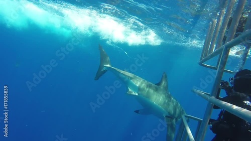 Great white shark snatches bait and swims past diving cage, Fiji